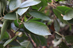 Lithocarpus uvariifolius