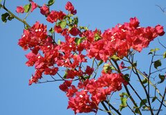 Bougainvillea spectabilis