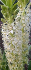 Eucomis