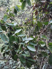 Lithocarpus uvariifolius