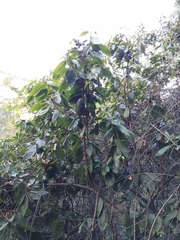 Lithocarpus uvariifolius