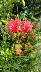 Hibiscus schizopetalus