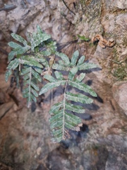 Pteris dispar
