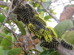 Leucanella viridescens