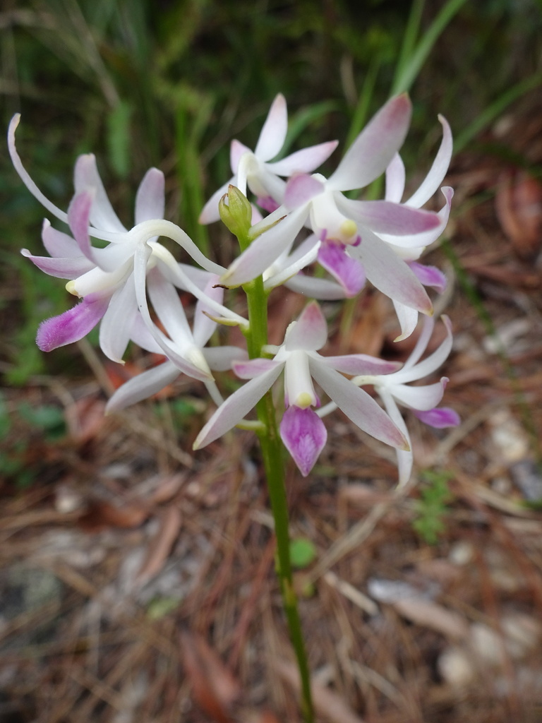 Dipodium squamatum R.Br. 4