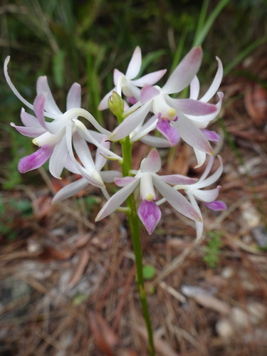 Dipodium squamatum (G.Forst.) R.Br.