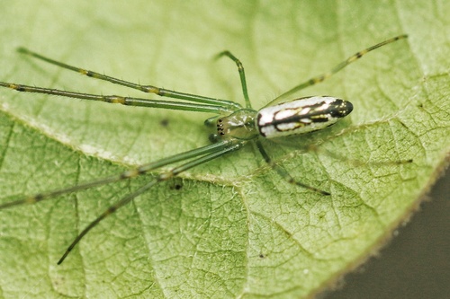 Decorative Vleispider