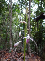 Dipodium squamatum
