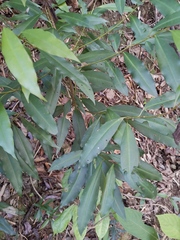 Ardisia quinquegona