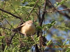 Prinia inornata