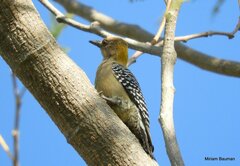 Melanerpes hoffmannii