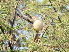 Prinia inornata
