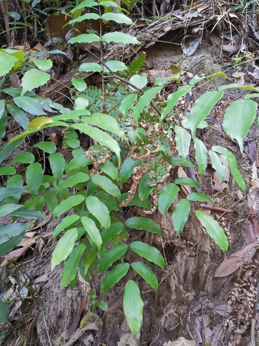 Berberis fordii