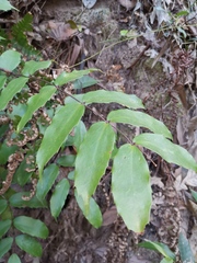 Berberis fordii