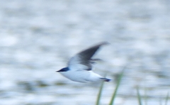 Tachycineta albiventer