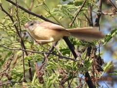 Prinia inornata