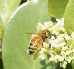 Apis mellifera
