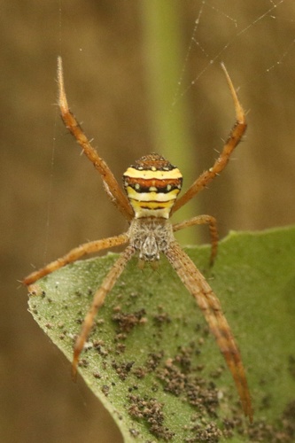 Garden cross spider