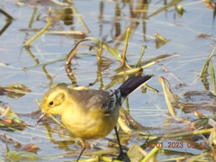 Motacilla citreola