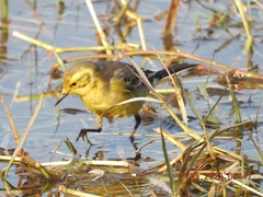 Motacilla citreola