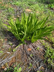 Chasmanthe floribunda