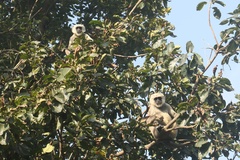 Semnopithecus schistaceus