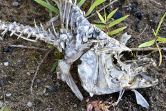 Micropterus salmoides