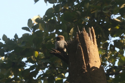 Jungle Owlet