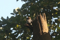 Glaucidium