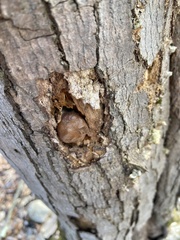 Reticularia splendens