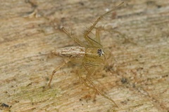 Oxyopidae