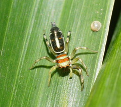 Cosmophasis micarioides