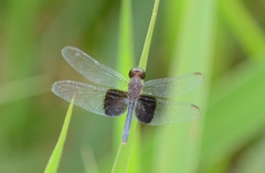 Erythrodiplax latimaculata
