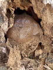 Reticularia splendens