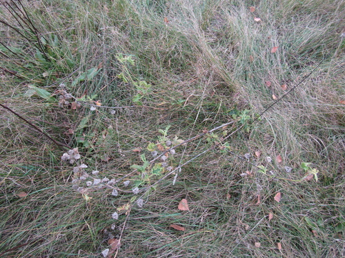Malva excisa