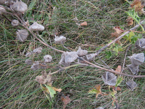 Malva excisa, photograph 1