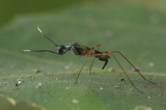 Micropezidae