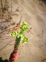Euphorbia paralias