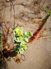 Euphorbia paralias