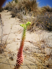 Euphorbia paralias