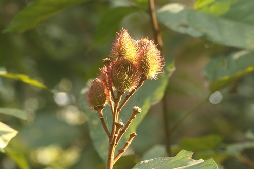 Lipsticktree