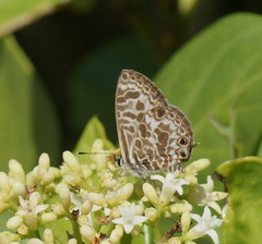 Leptotes plinius