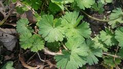 Geranium pusillum