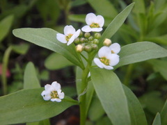 Lobularia maritima