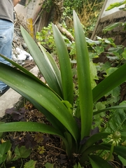 Furcraea