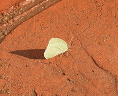Catopsilia florella