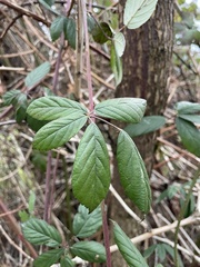 Rubus