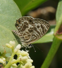 Leptotes plinius