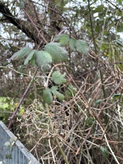 Rubus