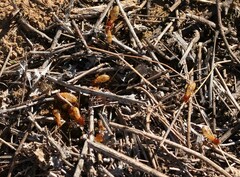 Microhodotermes viator